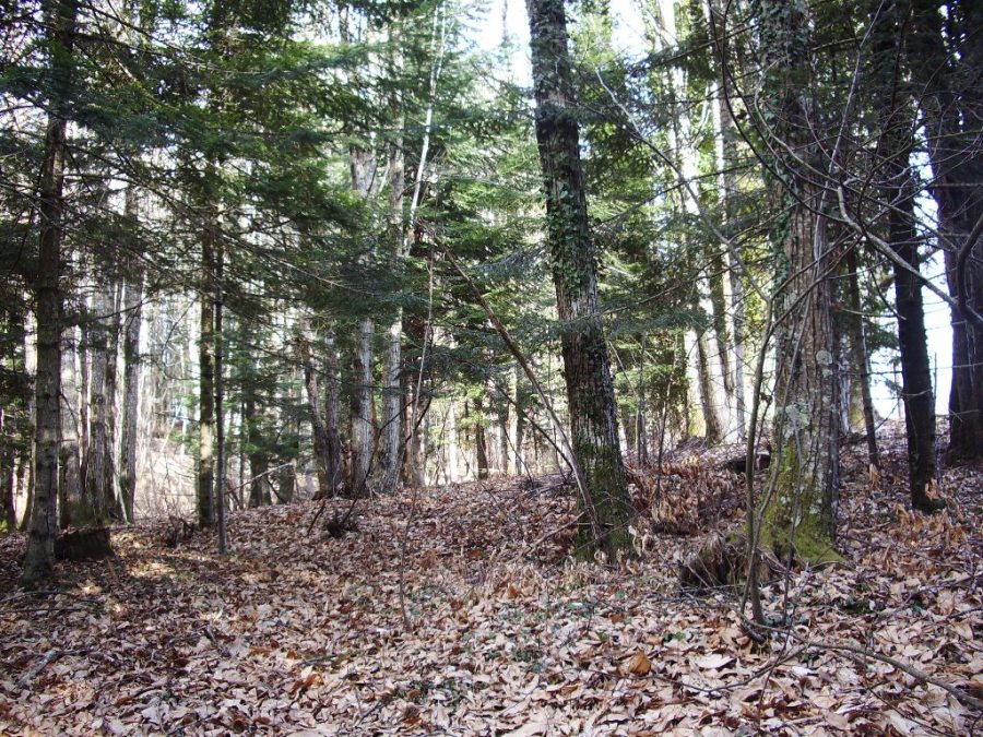 Le prime  morchelle del 2008